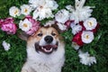 Portrait of a cute puppy dog Ã¢â¬â¹Ã¢â¬â¹corgi lies on a green meadow surrounded by lush grass and flowers of pink fragrant peonies and Royalty Free Stock Photo